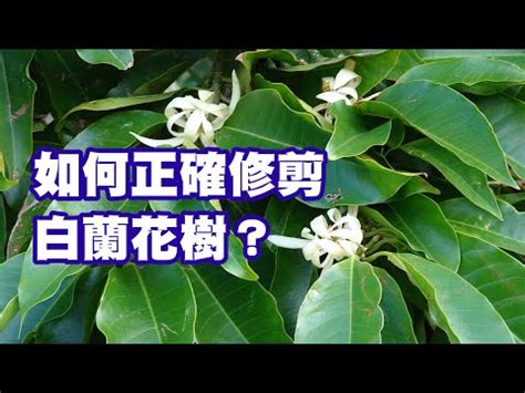 金玉蘭花種植|玉蘭花的栽培與管理方法